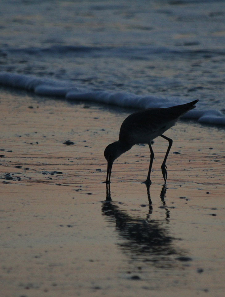 probable willet Tringa semipalmata silhouetted against morning seafoam