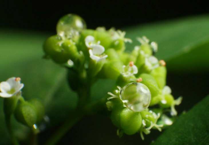 raindrops on tiny flowers