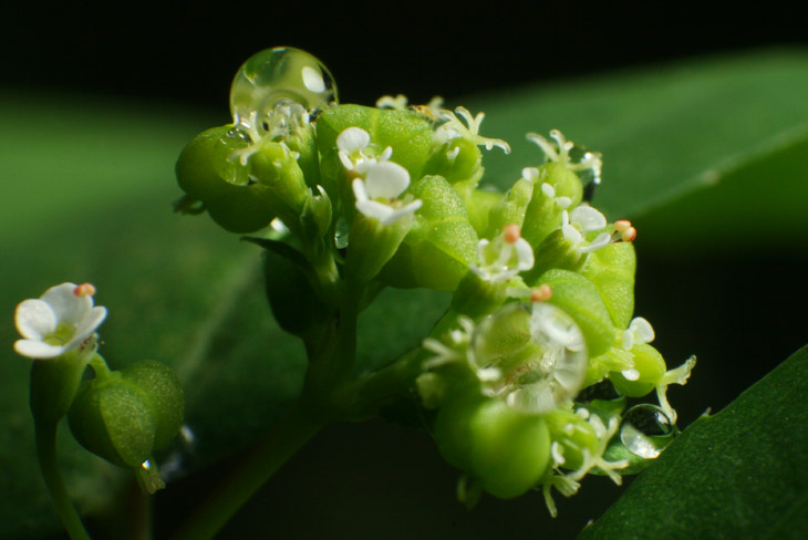 raindrops on tiny flowers