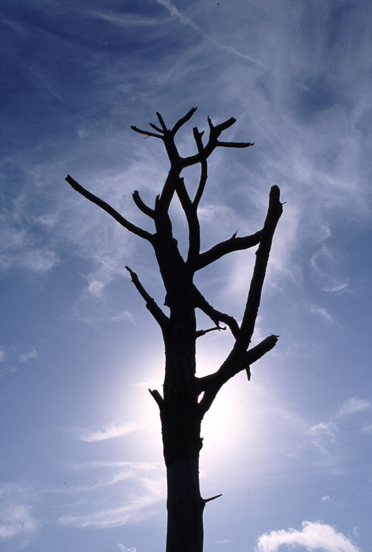 dead tree silhouetted against wispy clouds and deep blue sky