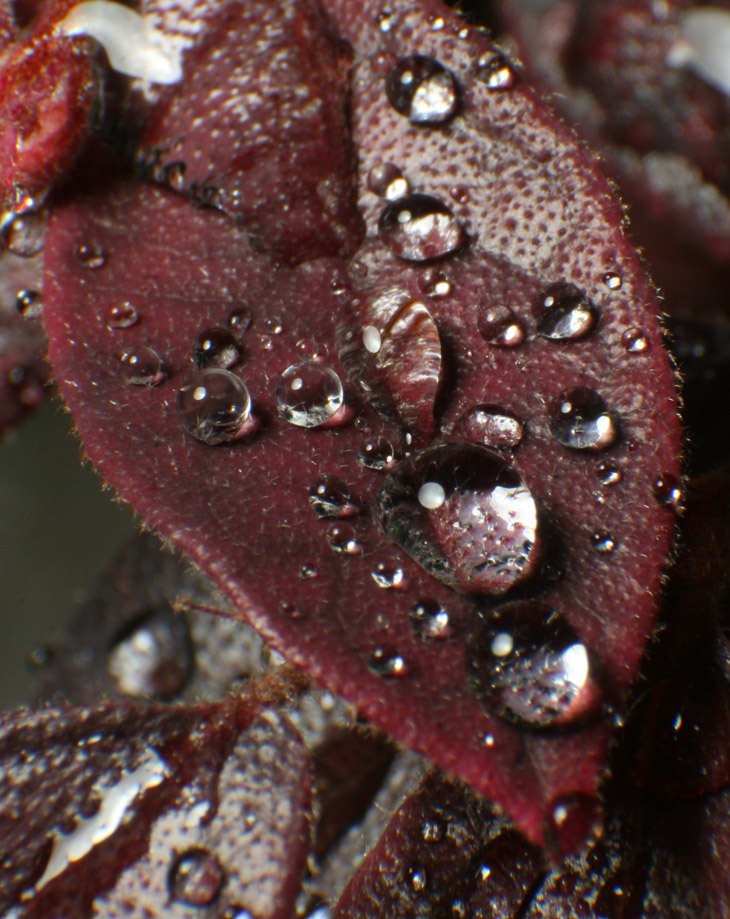water drops on leave sof Chinese fringe flower Loropetalum chinense