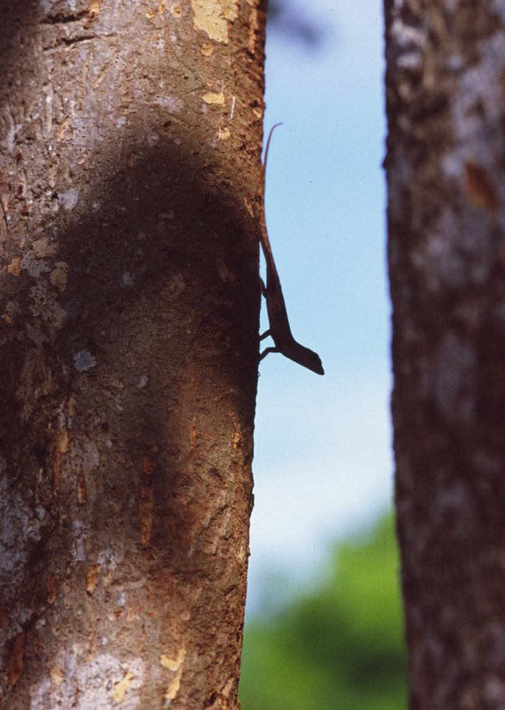 brown anole Anolis sagrei on tree silhouetted against sky