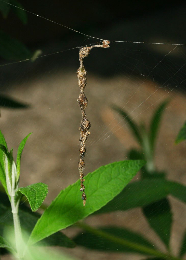 adorned web of trashline orbweaver genus Cyclosa spider in bush