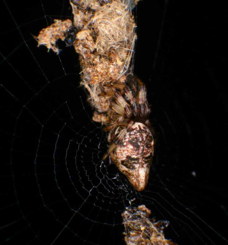 closeup of trashline orbweaver genus Cyclosa spider in center of web