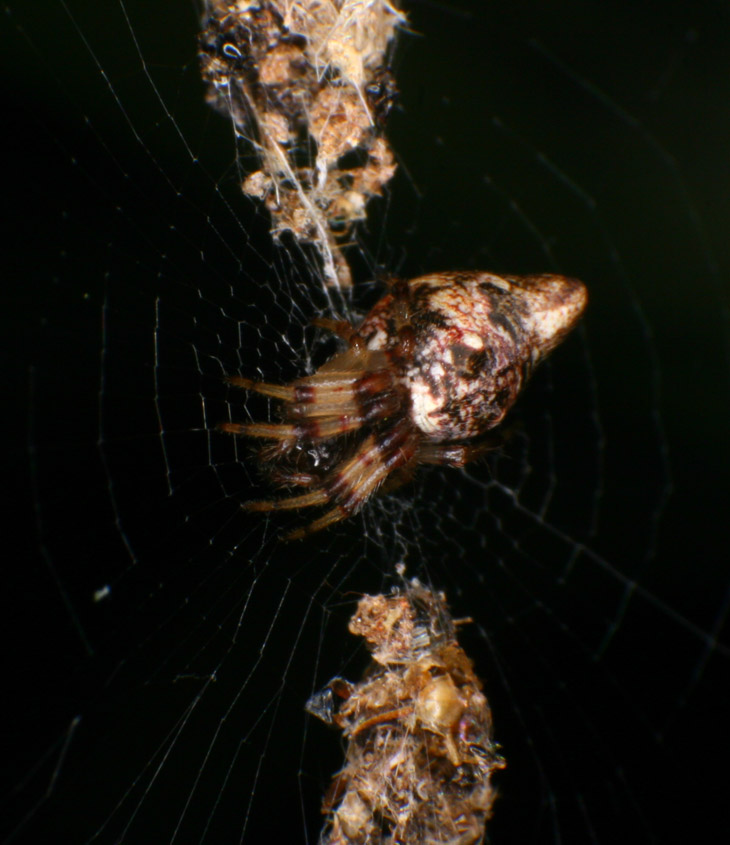 frontal closeup of trashline orbweaver genus Cyclosa spider in center of web