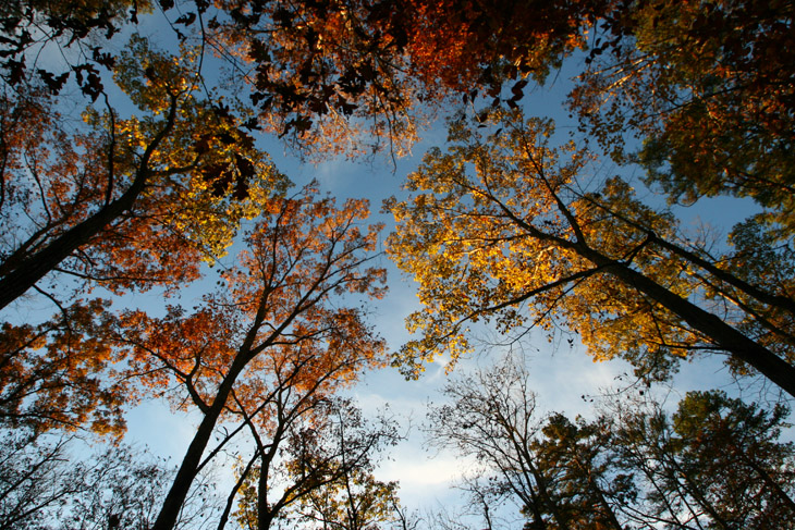 fall foliage against sky at West Point on the Eno