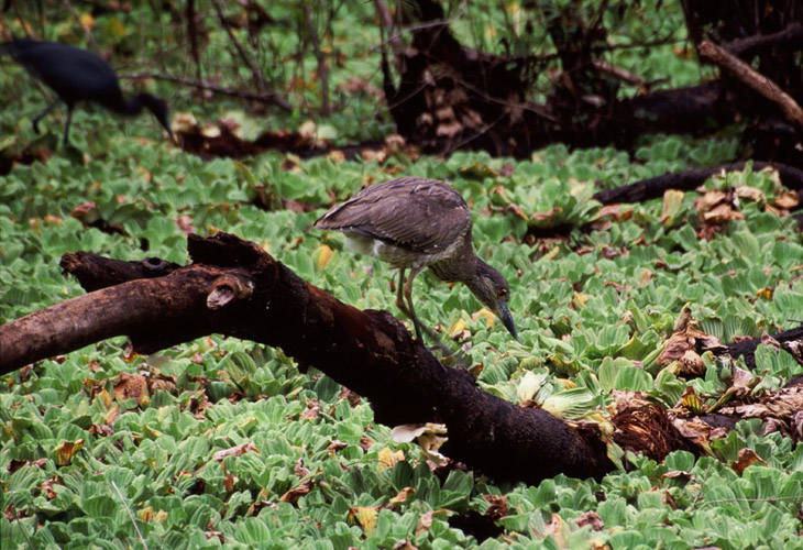 juvenile yellow-crowned night heron Nyctanassa violacea hunting in Audubon Corkscrew Swamp Sanctuary