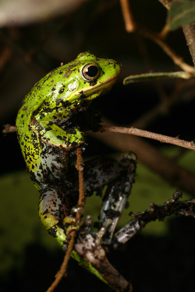 adult green treefrog Hyla cinera having enough of our shenanigans