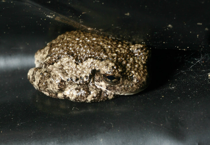 juvenile Copes grey treefrog Hyla chrysoscelis semi-protected in vinyl cover