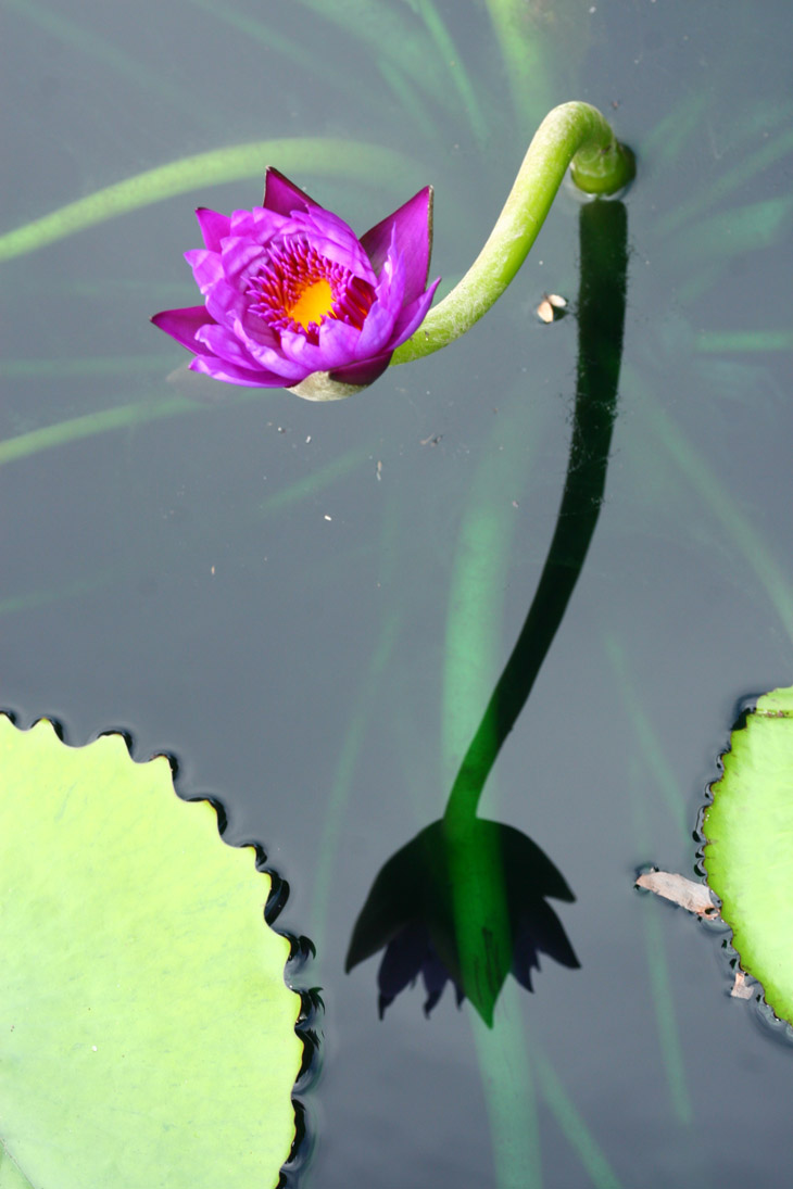 pond lily on long stalk with curved reflection