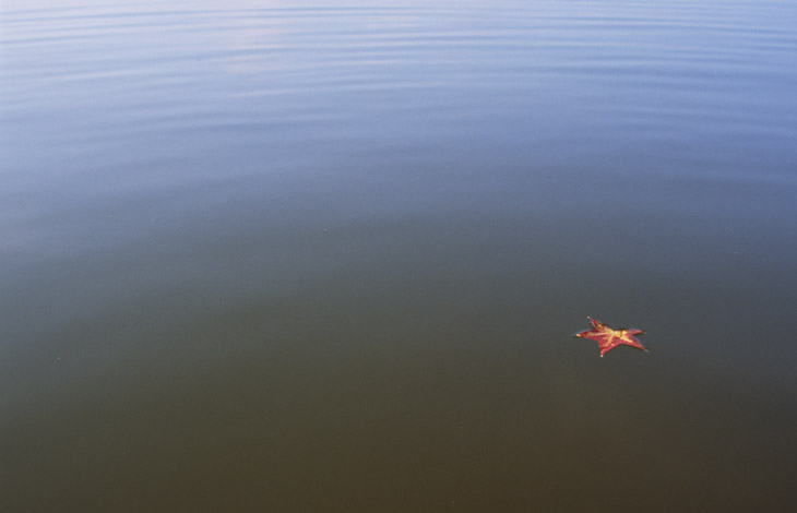 lone American sweetgum Liquidambar styraciflua leaf floating on smooth water of Falls Lake
