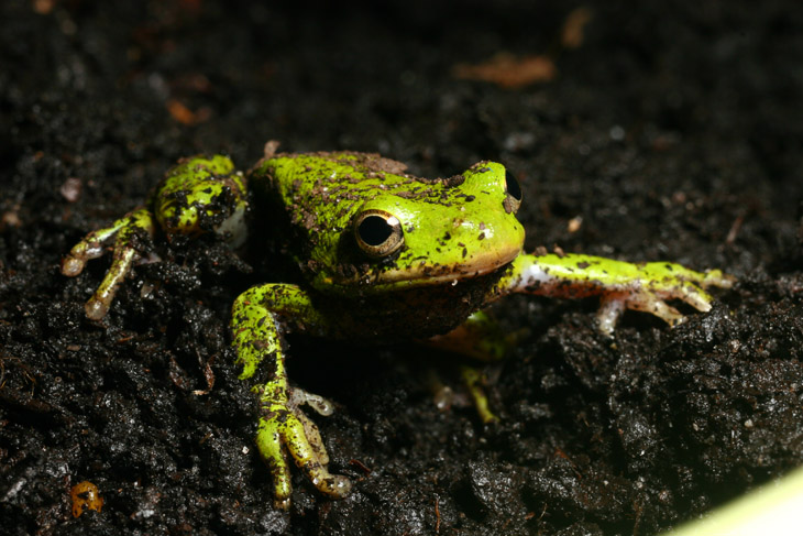 adult green treefrog Hyla cinerea unearthed from bag of potting soil