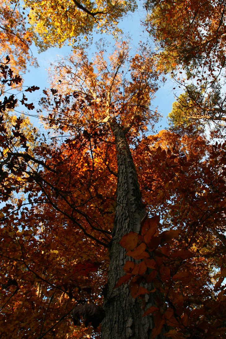 autumn colors shot up the trunk