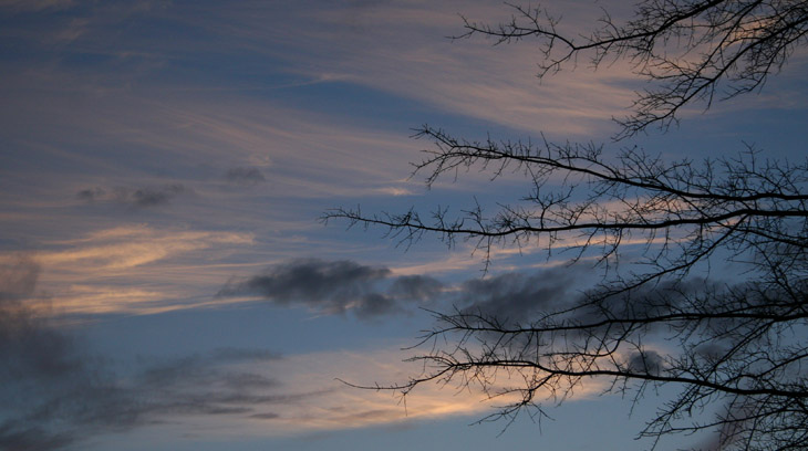 stark bare branches against delicate sky colors