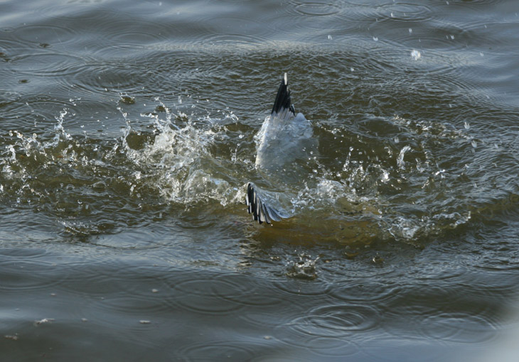 herring gull Larus argentatus almost completely submerged