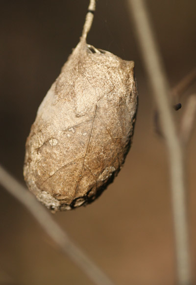 large leaf cocoon, possibly polyphemus moth Antheraea polyphemus, hanging from tree