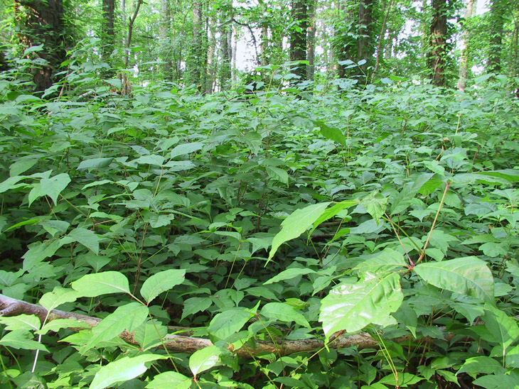 lush and enthusiastic thicket of poison ivy Toxicodendron radicans