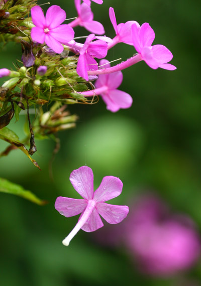 stray phlox blossom hanging from invisible web strand