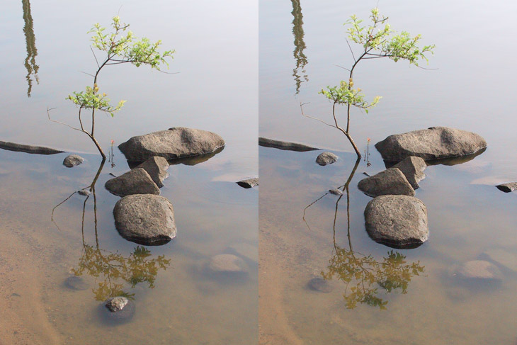 two versions of sapling reflecting in still lake