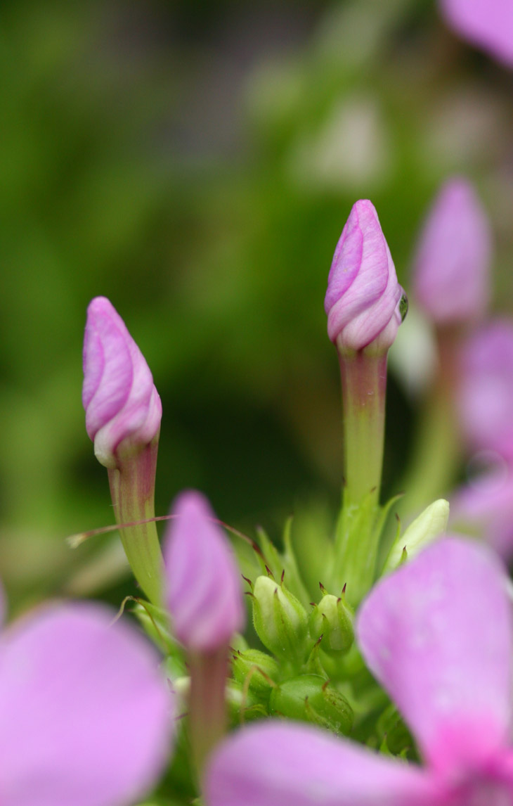 spiraled buds of phlox with raindrops