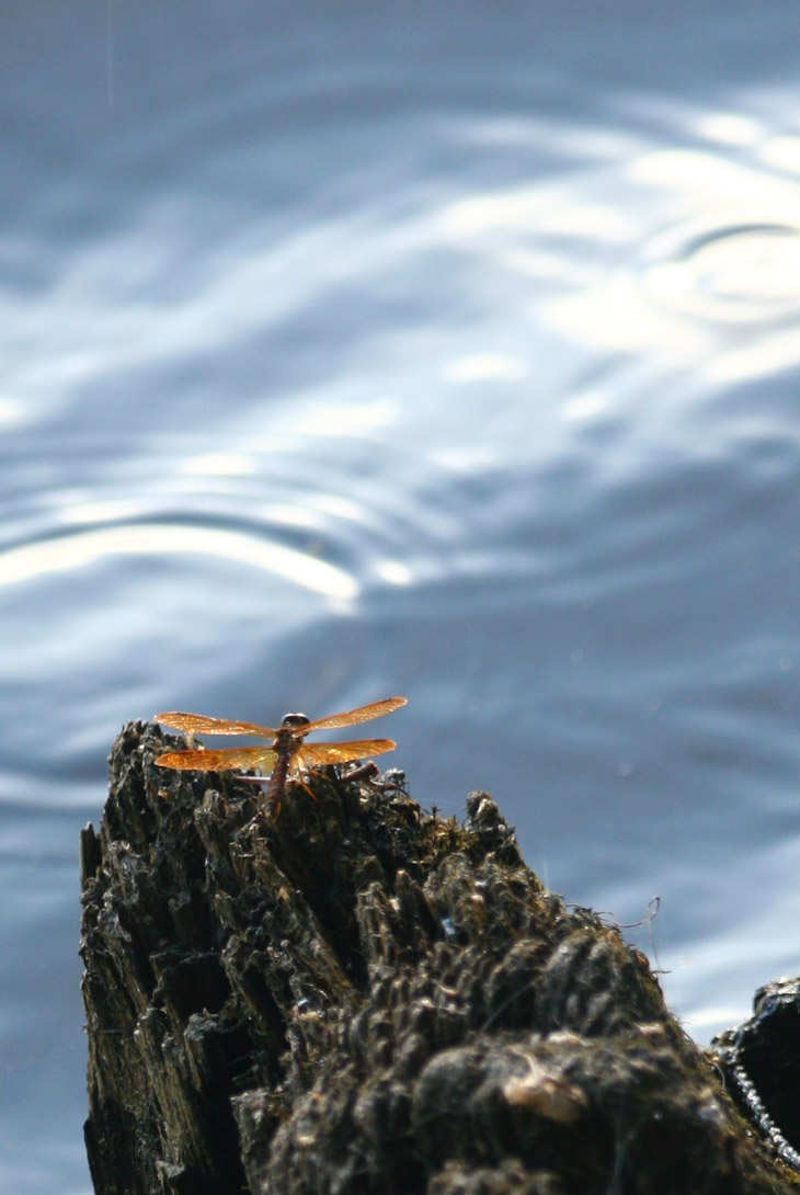 unidentified reddish dragonfly on stump against blue water