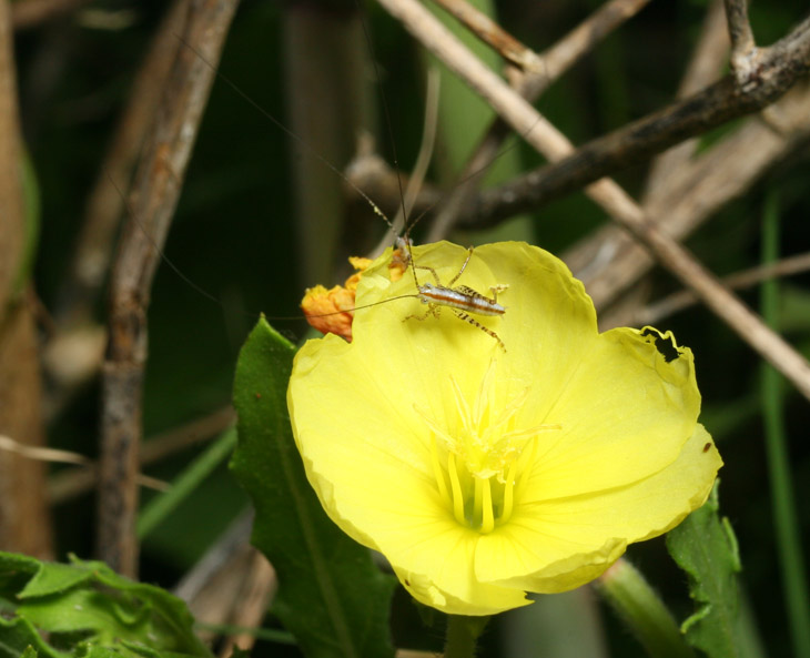 unidentified juvenile katydids on unidentified flower and really did you need this description for all the good it did?