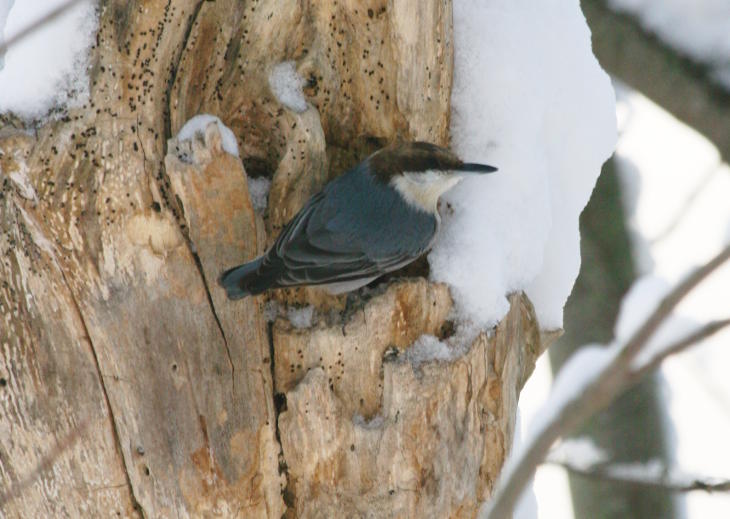 brown-headed nuthatch Sitta pusilla in profile at nest opening
