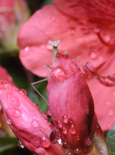 juvenile Chinese mantis Tenodera sinensis on azalea bud