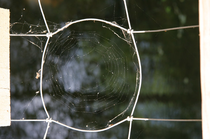 spiderweb in stretched fence