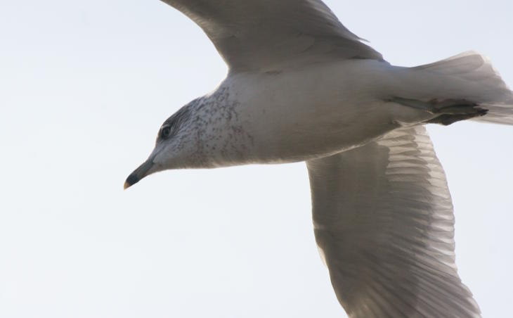 closeup of herring gull Larus argentatus in flight overhead