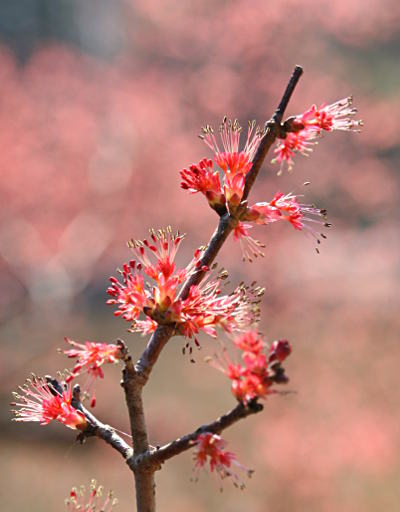 unidentified early blossoms