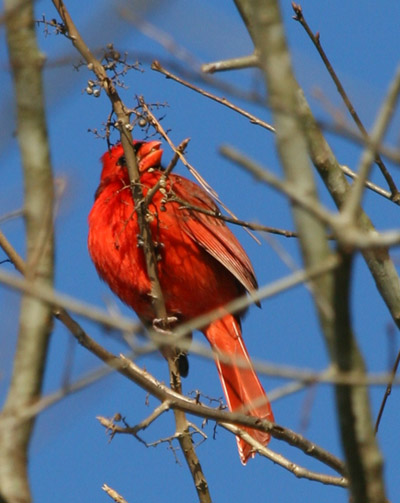 Northern cardinal Cardinalis cardinalis  feeding on dried berries