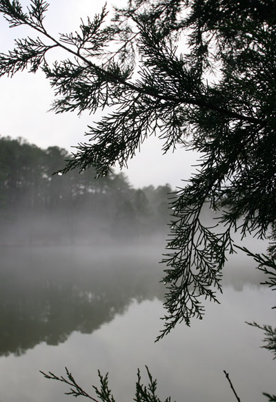 mist and rain drops on cedar leaves against foggy pond