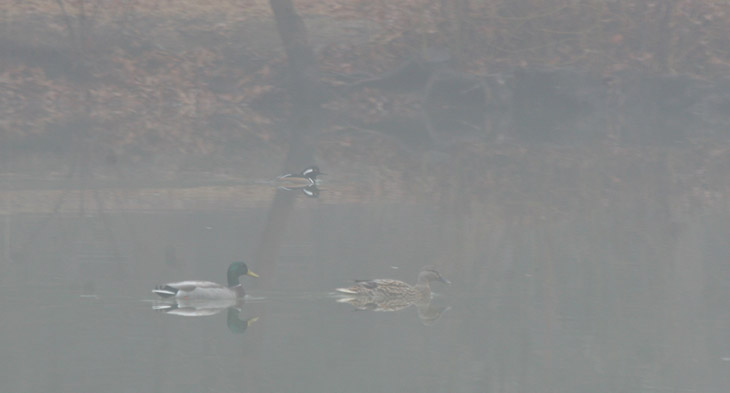 a pair of mallards Anas platyrhynchos and a male hooded merganser Lophodytes cucullatus cruising through fog