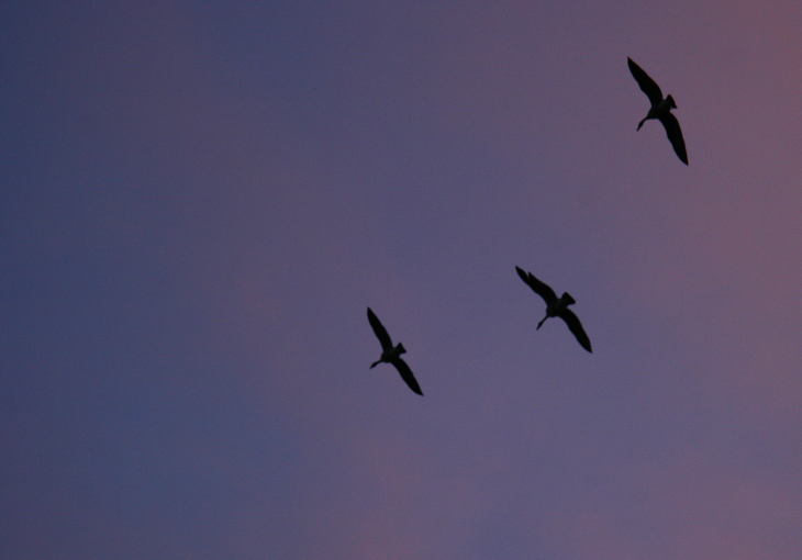 double-crested cormorants Phalacrocorax auritus against sunset sky colors