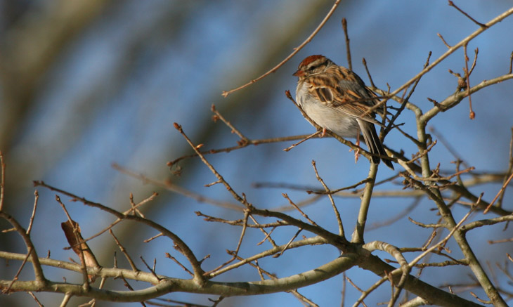 sparrow, possibly chipping sparrow Spizella passerina, on bare branches looking suspicious