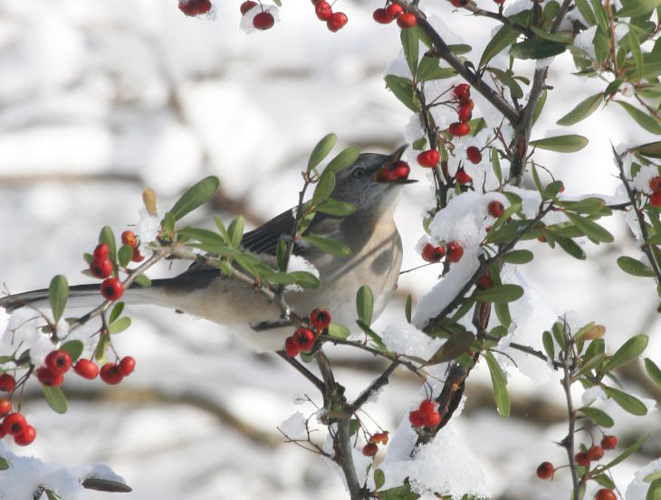 mockingbird Mimus polyglottos starting to swallow berry
