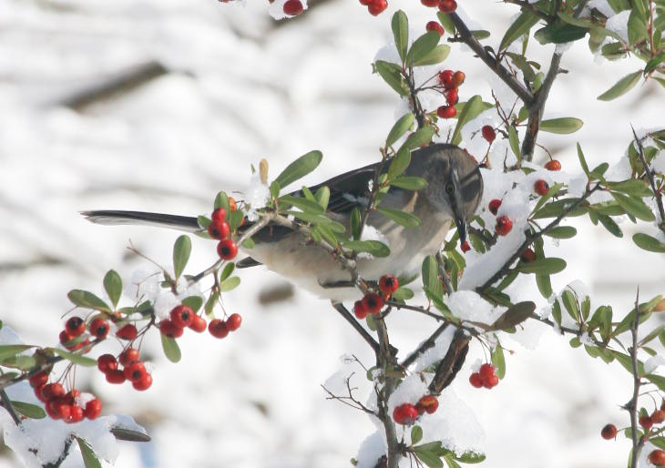 mockingbird Mimus polyglottos selecting a choice berry