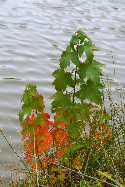 curious autumn coloration on sapling