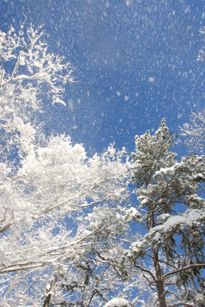 snow cascading off of trees right into camera