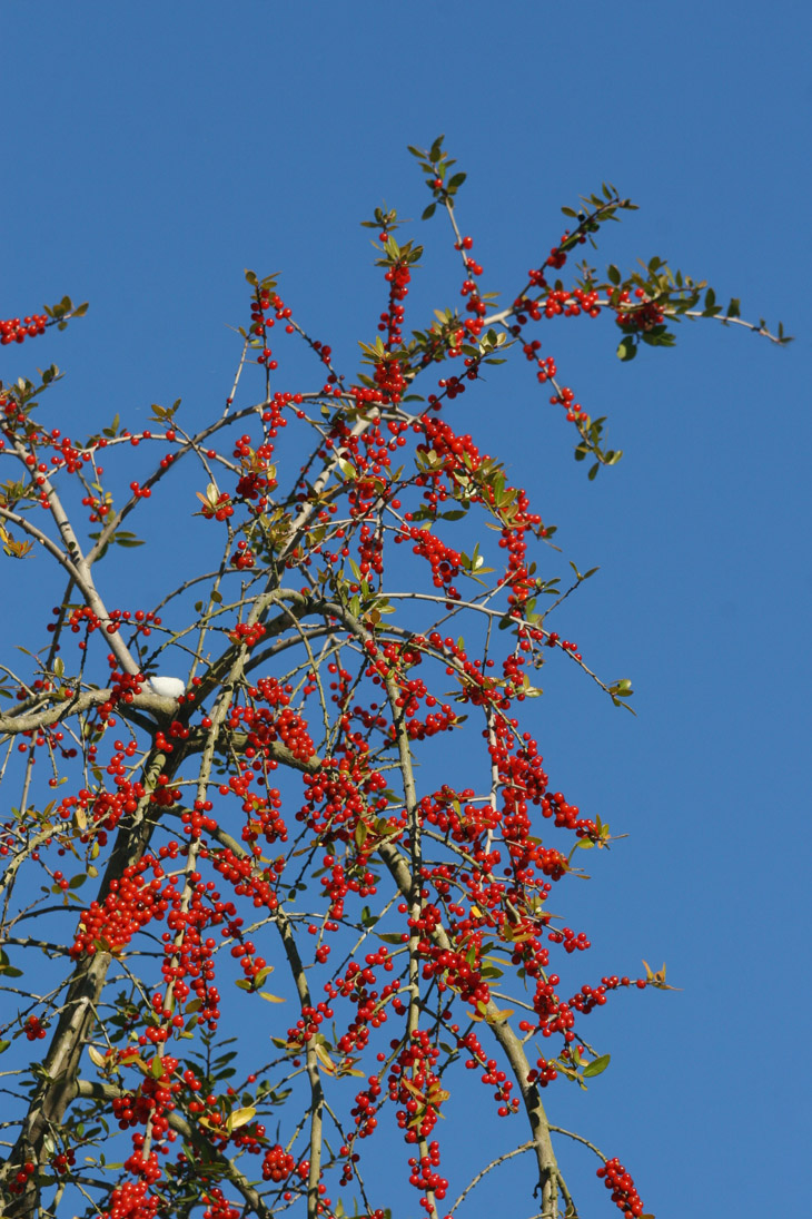 unidentified brilliant red-orange berries against rich blue sky