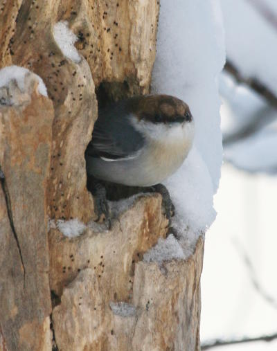 brown-headed nuthatch Sitta pusilla watching warily from hollow trunk