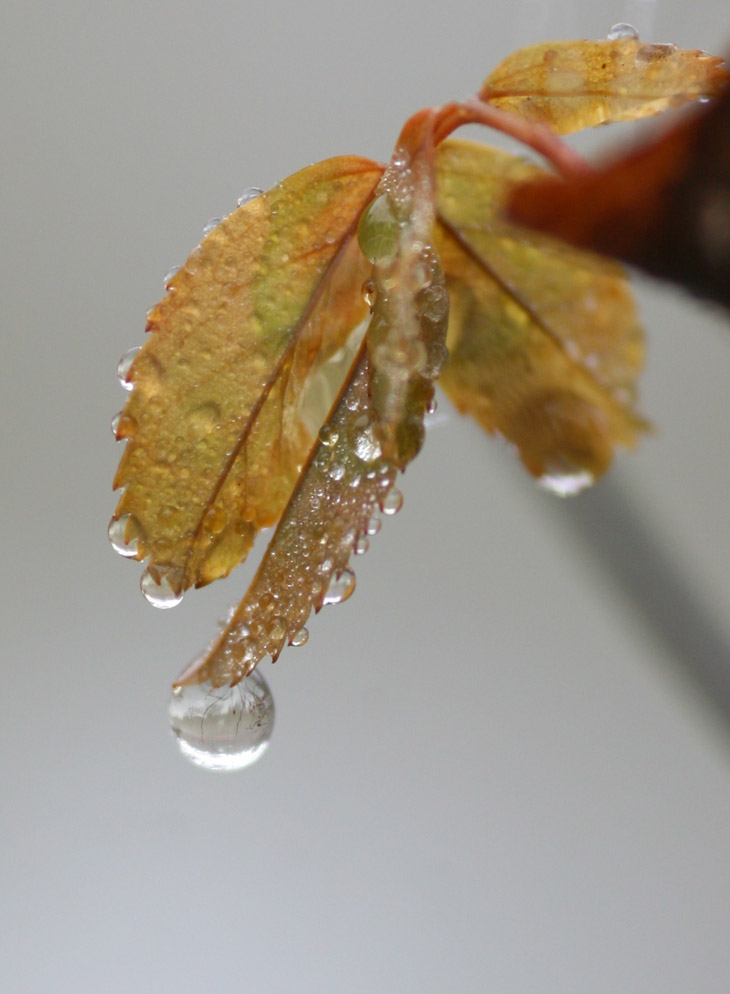 heavy mist drops on unidentified leaves