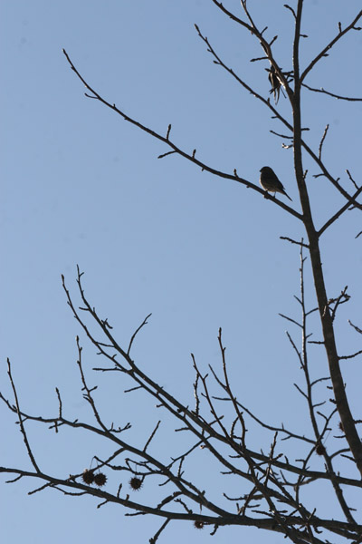 unidentified finch and bare limbs silhouetted against sky