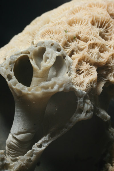 coral growth on an old snail shell