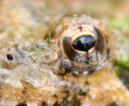 inset of likely southern cricket frog Acris gryllus photo showing eye detail