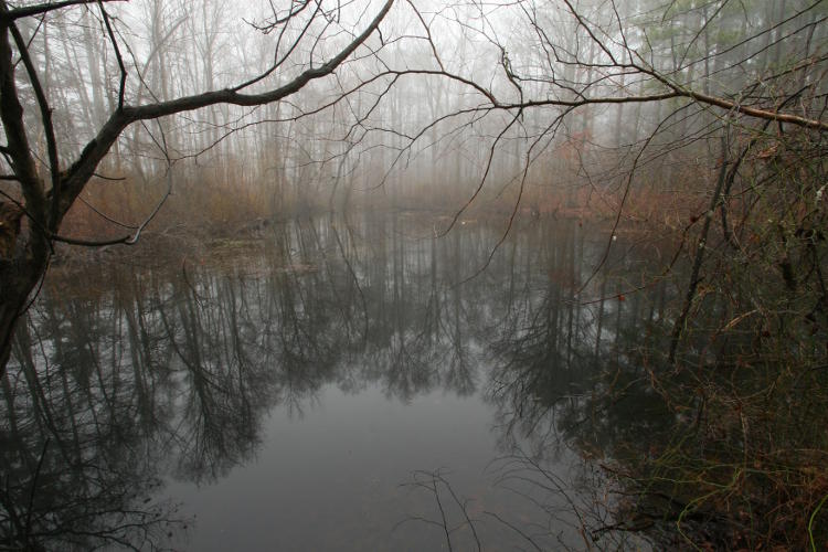 foggy flooded region in woods