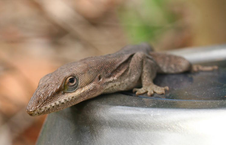 green anole Carolina anole Anolis carolinensis not happy with photographer's presence