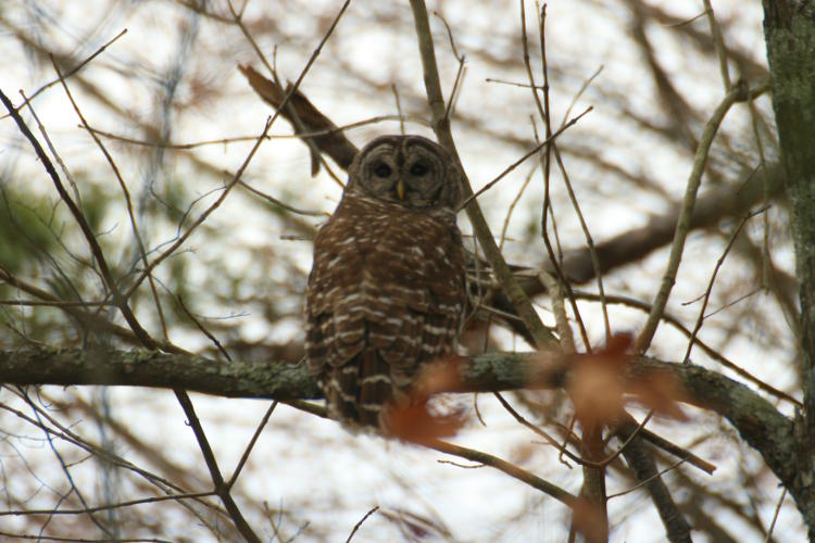 barred owl Strix varia eyeing the camera warily