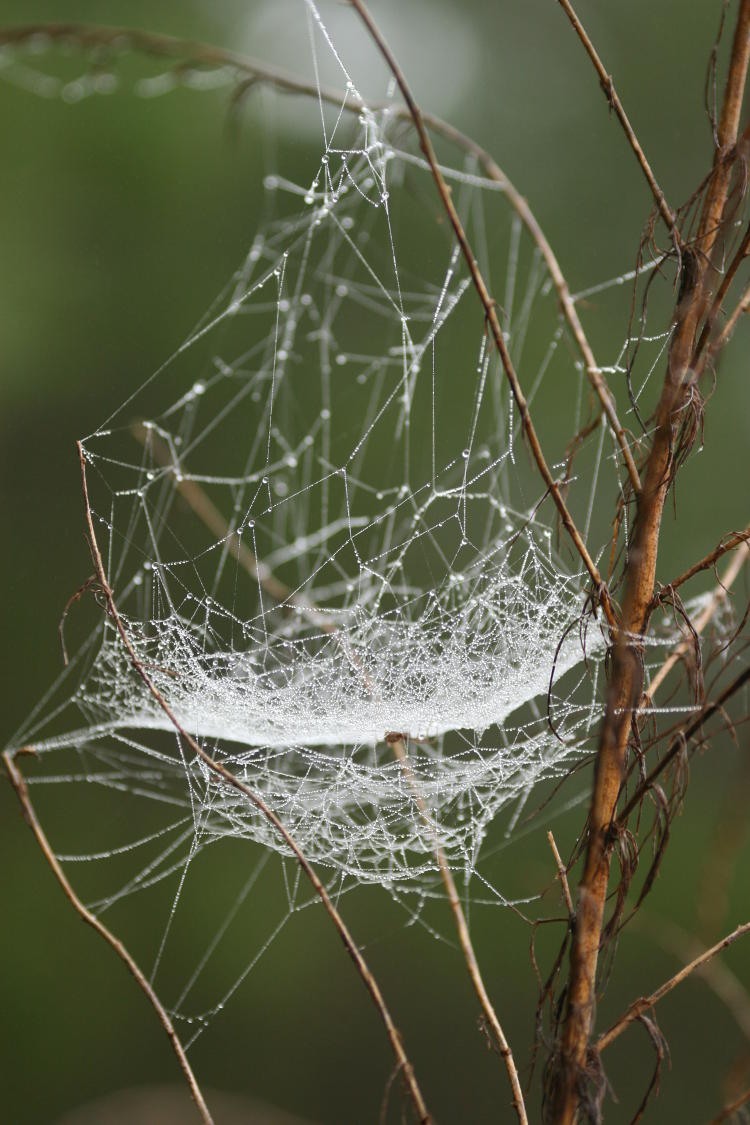 odd-shaped web with dew and occupant